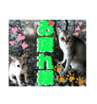 ねねこ⑪実写猫アーロンくん・ライラちゃん（個別スタンプ：28）