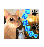 ねねこ⑪実写猫アーロンくん・ライラちゃん（個別スタンプ：29）