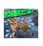 ねねこ⑪実写猫アーロンくん・ライラちゃん（個別スタンプ：30）