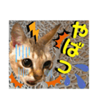 ねねこ⑪実写猫アーロンくん・ライラちゃん（個別スタンプ：31）