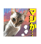ねねこ⑪実写猫アーロンくん・ライラちゃん（個別スタンプ：32）