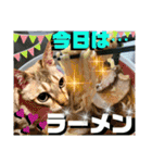 ねねこ⑪実写猫アーロンくん・ライラちゃん（個別スタンプ：34）