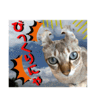 ねねこ⑪実写猫アーロンくん・ライラちゃん（個別スタンプ：35）
