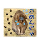 ねねこ⑪実写猫アーロンくん・ライラちゃん（個別スタンプ：36）
