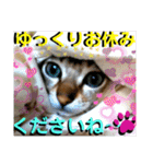 ねねこ⑪実写猫アーロンくん・ライラちゃん（個別スタンプ：40）