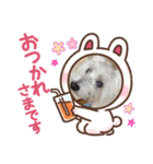 ご挨拶cocoちゃん（個別スタンプ：1）