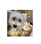 ご挨拶cocoちゃん（個別スタンプ：3）