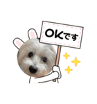 ご挨拶cocoちゃん（個別スタンプ：6）