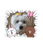 ご挨拶cocoちゃん（個別スタンプ：8）
