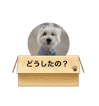 ご挨拶cocoちゃん（個別スタンプ：10）