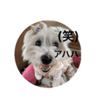 ご挨拶cocoちゃん（個別スタンプ：12）