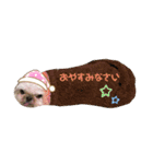 シーズーずんだの日常会話用スタンプ（個別スタンプ：2）
