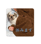 シーズーずんだの日常会話用スタンプ（個別スタンプ：9）