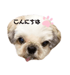 シーズーずんだの日常会話用スタンプ（個別スタンプ：12）