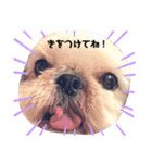 シーズーずんだの日常会話用スタンプ（個別スタンプ：14）
