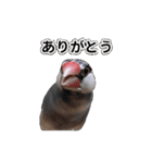 こむぎ と おそば（個別スタンプ：5）