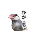 こむぎ と おそば（個別スタンプ：12）