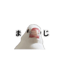 こむぎ と おそば（個別スタンプ：13）
