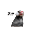 こむぎ と おそば（個別スタンプ：14）