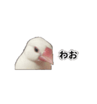 こむぎ と おそば（個別スタンプ：15）