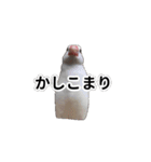 こむぎ と おそば（個別スタンプ：16）
