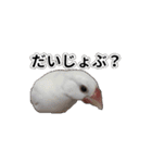 こむぎ と おそば（個別スタンプ：23）
