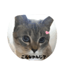 あさり▪しじみ▪チロル（個別スタンプ：3）