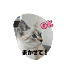 あさり▪しじみ▪チロル（個別スタンプ：4）