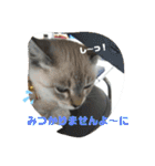 あさり▪しじみ▪チロル（個別スタンプ：5）