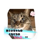 あさり▪しじみ▪チロル（個別スタンプ：7）