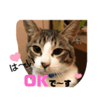 あさり▪しじみ▪チロル（個別スタンプ：10）