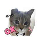あさり▪しじみ▪チロル（個別スタンプ：11）
