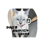 あさり▪しじみ▪チロル（個別スタンプ：13）