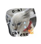 あさり▪しじみ▪チロル（個別スタンプ：14）