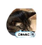 あさり▪しじみ▪チロル（個別スタンプ：15）