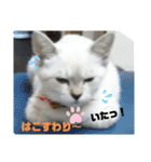 あさり▪しじみ▪チロル（個別スタンプ：16）