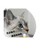 あさり▪しじみ▪チロル（個別スタンプ：17）