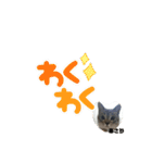あさり▪しじみ▪チロル（個別スタンプ：21）