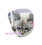 あさり▪しじみ▪チロル（個別スタンプ：31）