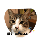 あさり▪しじみ▪チロル（個別スタンプ：35）