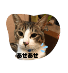 あさり▪しじみ▪チロル（個別スタンプ：37）