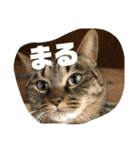 あさり▪しじみ▪チロル（個別スタンプ：38）