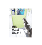 むすめねこ7（個別スタンプ：1）
