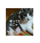 むすめねこ7（個別スタンプ：2）