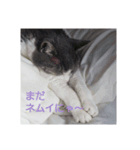むすめねこ7（個別スタンプ：4）