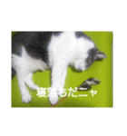 むすめねこ7（個別スタンプ：5）