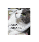 むすめねこ7（個別スタンプ：6）