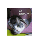 むすめねこ7（個別スタンプ：7）