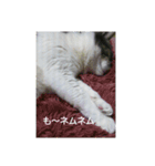むすめねこ7（個別スタンプ：8）