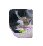 むすめネコ（個別スタンプ：2）
